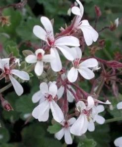 Scented Geranium 'Nutmeg' Compact Fragrant Shrub with Gray-Green Leaves and White Flowers