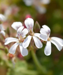 Scented Geranium 'Nutmeg' Compact Fragrant Shrub with Gray-Green Leaves and White Flowers