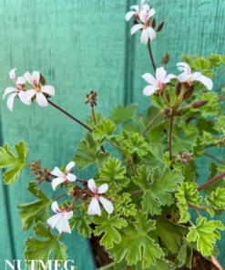Scented Geranium 'Nutmeg' Compact Fragrant Shrub with Gray-Green Leaves and White Flowers