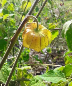 Schönbrunner Gold Groundcherry Cape Gooseberry (Physalis peruviana) (100 Seeds)
