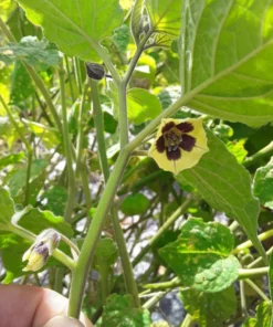 Schönbrunner Gold Groundcherry Cape Gooseberry (Physalis peruviana) (100 Seeds)