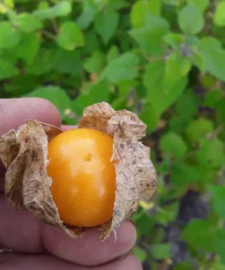 Schönbrunner Gold Groundcherry Cape Gooseberry (Physalis peruviana) (100 Seeds)