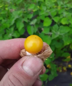 Schönbrunner Gold Groundcherry Cape Gooseberry (Physalis peruviana) (100 Seeds)