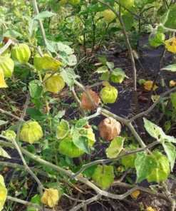 Schönbrunner Gold Groundcherry Cape Gooseberry (Physalis peruviana) (100 Seeds)