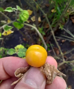 Schönbrunner Gold Groundcherry Cape Gooseberry (Physalis peruviana) (100 Seeds)