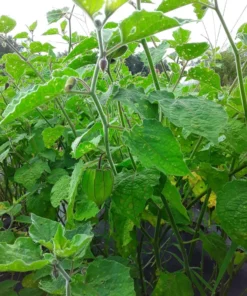 Schönbrunner Gold Groundcherry Cape Gooseberry (Physalis peruviana) (100 Seeds)