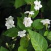 Set of 2 Orleans Sambac Jasmine Plants – Fragrant White Flowers for Garden or Home