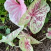 Seafoam Pink Caladium Bulbs (2 Pack) – Variegated Yellow-Green Leaves