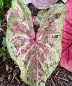 Seafoam Pink Caladium Bulbs (2 Pack) – Variegated Yellow-Green Leaves