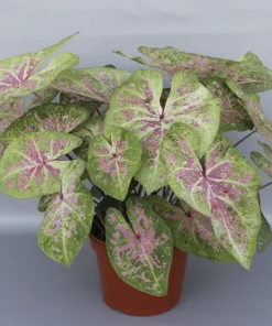 Seafoam Pink Caladium Bulbs (2 Pack) – Variegated Yellow-Green Leaves