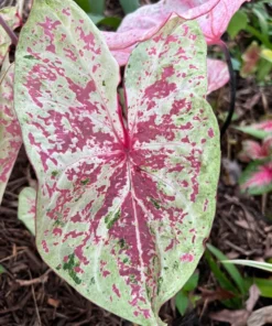 Seafoam Pink Caladium Bulbs (2 Pack) – Variegated Yellow-Green Leaves