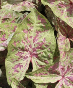 Seafoam Pink Caladium Bulbs (2 Pack) – Variegated Yellow-Green Leaves