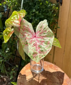 Seafoam Pink Caladium Bulbs (2 Pack) – Variegated Yellow-Green Leaves