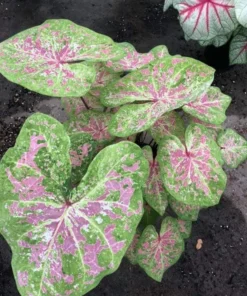 Seafoam Pink Caladium Bulbs (2 Pack) – Variegated Yellow-Green Leaves