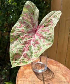 Seafoam Pink Caladium Bulbs (2 Pack) – Variegated Yellow-Green Leaves