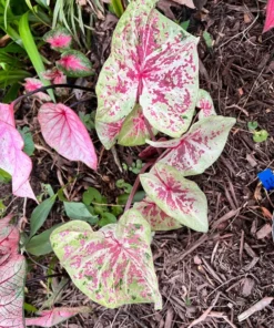 Seafoam Pink Caladium Bulbs (2 Pack) – Variegated Yellow-Green Leaves