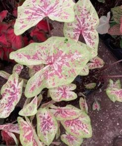 Seafoam Pink Caladium Bulbs (2 Pack) – Variegated Yellow-Green Leaves