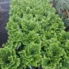 Selaginella Frosty Fern | Live Indoor Fern Plant | Small Terrarium Decor