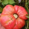 Sellaro Large Red Heirloom Tomato (30 seeds)
