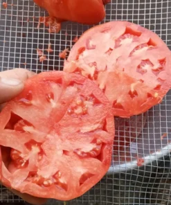Sellaro Large Red Heirloom Tomato (30 seeds)