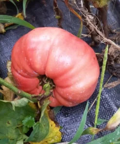 Sellaro Large Red Heirloom Tomato (30 seeds)