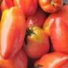 Sellaro Roma Heirloom Tomato (30 seeds)