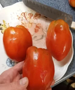 Sellaro Roma Heirloom Tomato (30 seeds)