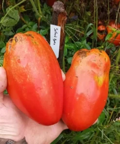 Sellaro Roma Heirloom Tomato (30 seeds)