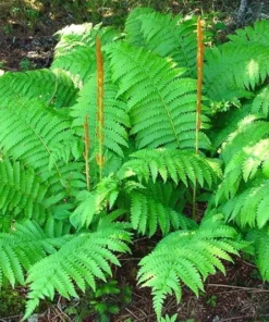 Set 20 Cinnamon Ferns (Bare Root)