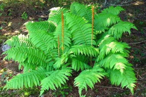 Set 20 Cinnamon Ferns (Bare Root)