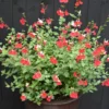 Set of 2 Hot Lips Salvia Plants - Vibrant Blooms - 4-Inch Pots