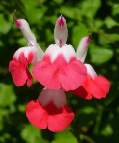Set of 2 Hot Lips Salvia Plants - Vibrant Blooms - 4-Inch Pots