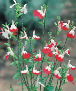 Set of 2 Hot Lips Salvia Plants - Vibrant Blooms - 4-Inch Pots