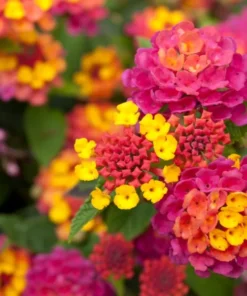 Set of 2 Lantana Camara Pink Caprice Plants - 4-Inch Pots for Gardens