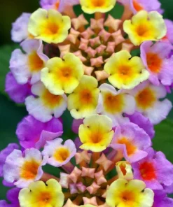 Set of 2 Lantana Camara Pink Caprice Plants - 4-Inch Pots for Gardens