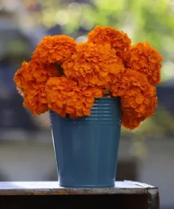 Set of 2 Marigold Plants - Bright Orange and Yellow Blooms for Garden or Home