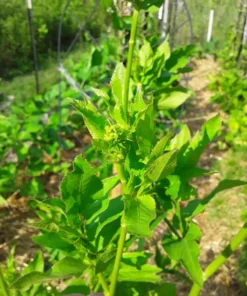 Skirret (Sium sisarum) Perennial 100 seeds