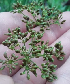 Skirret (Sium sisarum) Perennial 100 seeds