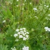 Skirret (Sium sisarum) Perennial 100 seeds