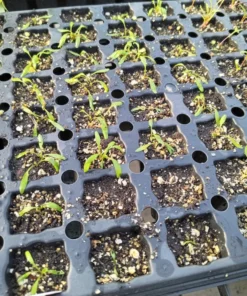 Skirret (Sium sisarum) Perennial 100 seeds