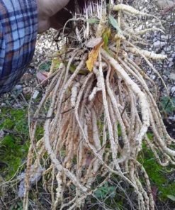 Skirret (Sium sisarum) Perennial 100 seeds