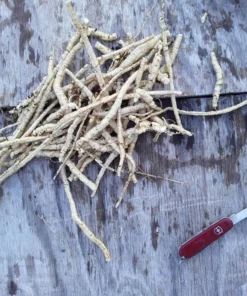 Skirret (Sium sisarum) Perennial 100 seeds