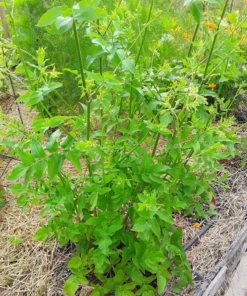 Skirret (Sium sisarum) Perennial 100 seeds