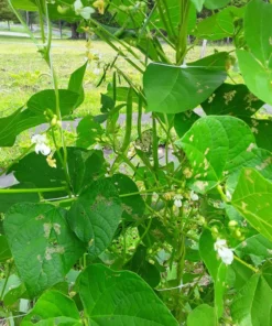 Small Speckled Greasy Cut-short Bean