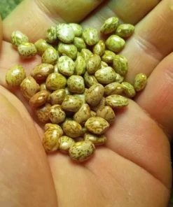 Small Speckled Greasy Cut-short Bean