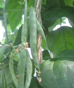 Small Speckled Greasy Cut-short Bean