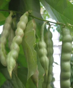 Small Speckled Greasy Cut-short Bean
