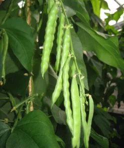 Small Speckled Greasy Cut-short Bean