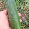 South Wind Slicer Downy-mildew Resistant Cucumber Seeds