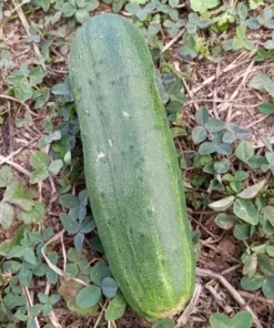 South Wind Slicer Downy-mildew Resistant Cucumber Seeds